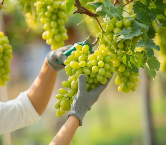 Baner_VeEco(grapes01)
