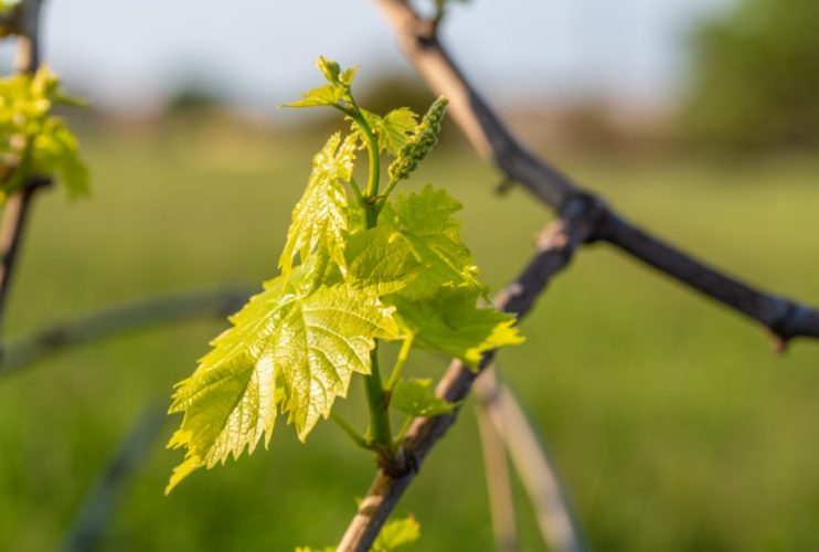Baner_VeEco(grapes02)